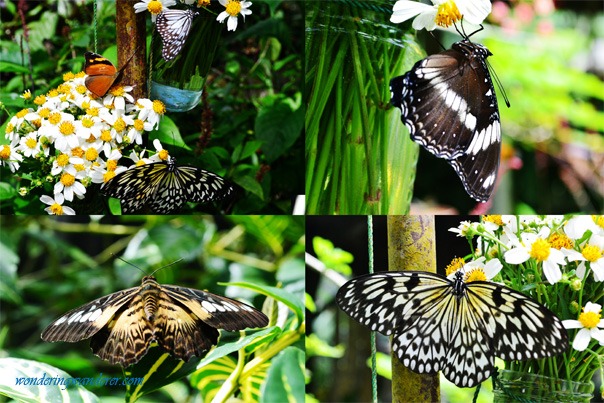 Image result for butterfly sanctuary bohol