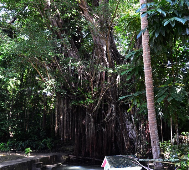 Enchanted Balete Tree