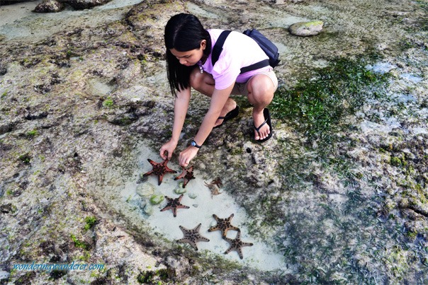 Alona Tropical Beach Resort Cliff Starfish