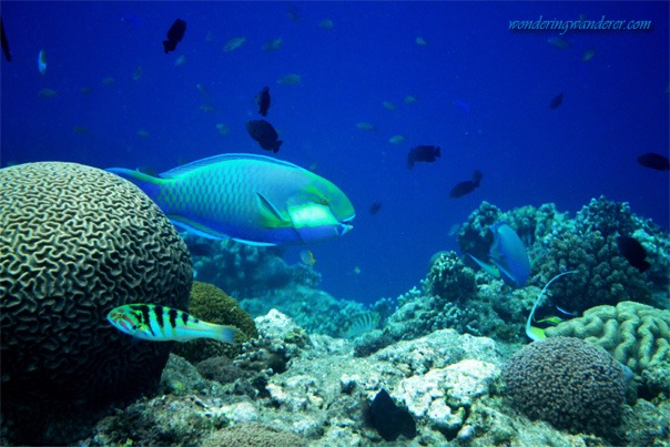 Balicasag Island's Diver's Heaven