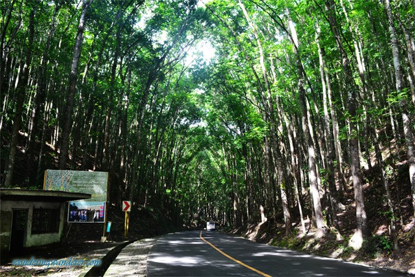 Bohol Man-made Forest Bohol Man-made Forest