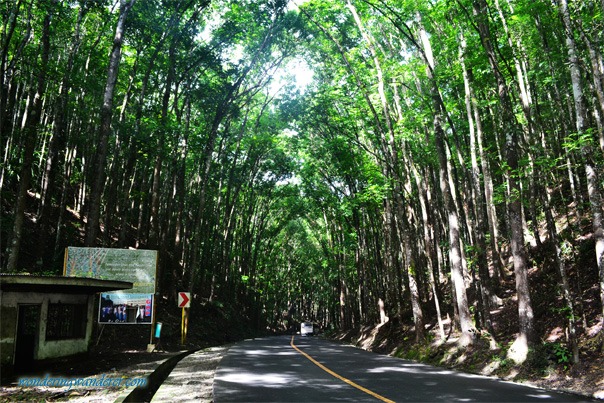 Bohol Man-made Forest