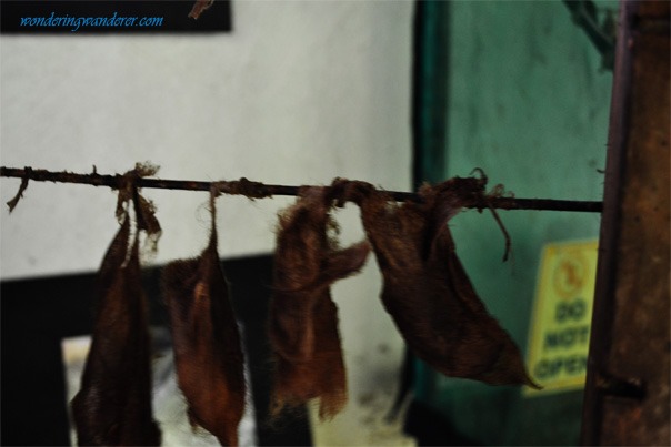 Butterfly Brown Pupas