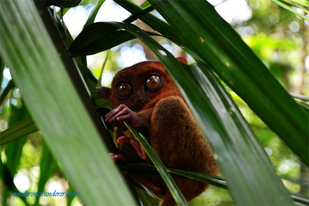 A defensive-looking tariser at the Tarsier Conservation Area - Sanctuary Bohol