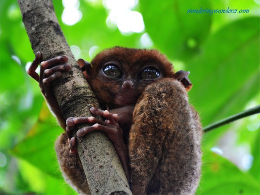 Smiling Tarsier at the Tarsier Conservation Area - Tarsier Sanctuary Bohol