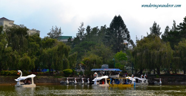 Swan Boats