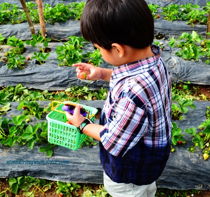 La Trinidad Straberry Farm's light colored strawberry