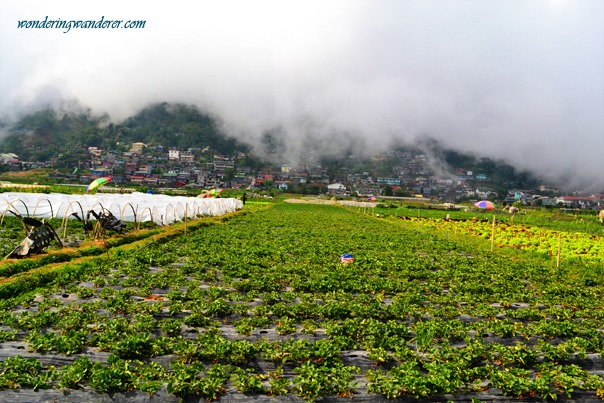 La Trinidad Strawberry Farm's Fog