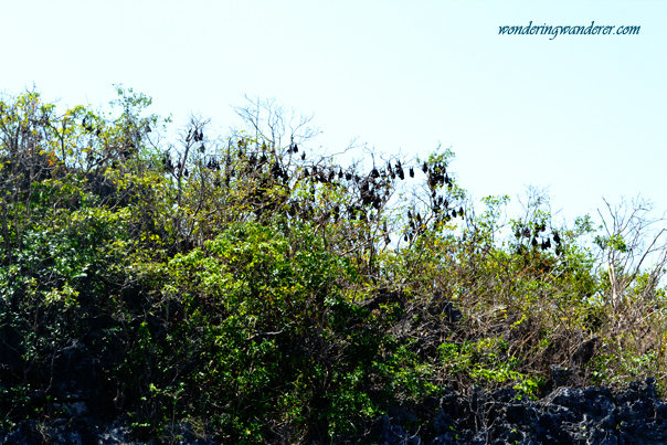 Children's Island's Bats