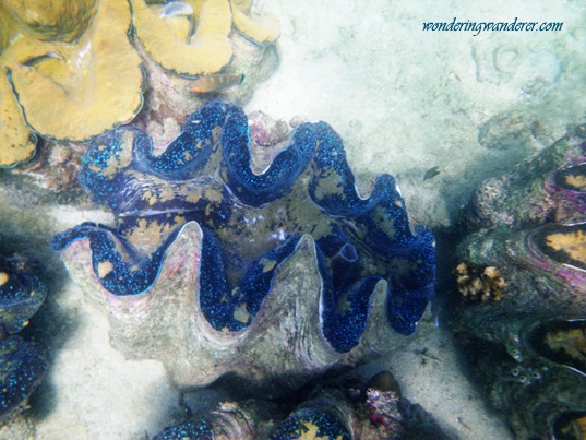 Colorful Giant Clams Taklobo
