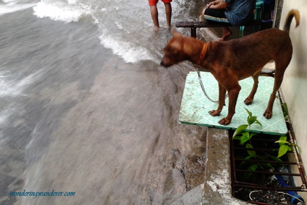 Tropical Storm Maring Trami with Dog