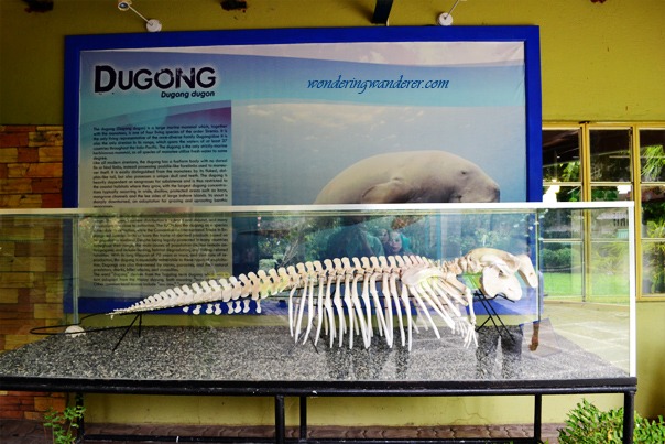 Davao Crocodile Park - Dugong