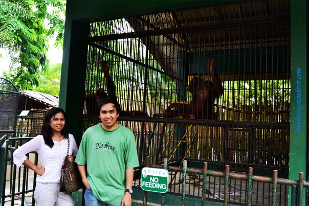 Davao Crocodile Park - Orangutans