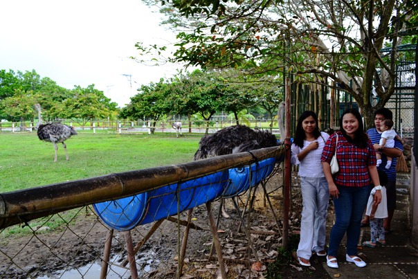 Davao Crocodile Park - Ostrich