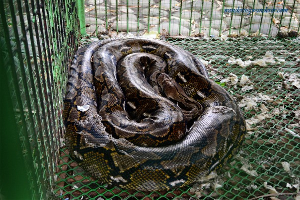 Davao Crocodile Park - Python