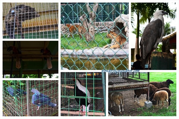 Davao Crocodile Park - Various Animals