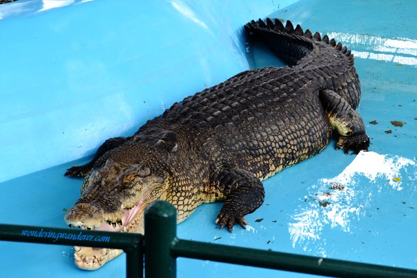 Davao Crocodile Park | Wondering Wanderer Travel Blog