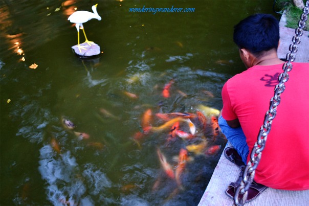 People's Park Koi Fishes - Davao City