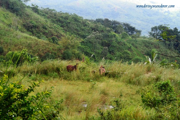 Sierra Madre Hotel and Resort - Tanay, Rizal Horses