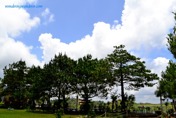 Sierra Madre Hotel and Resort - Tanay, Rizal Pine Trees