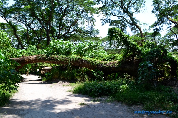 Large fallen tree