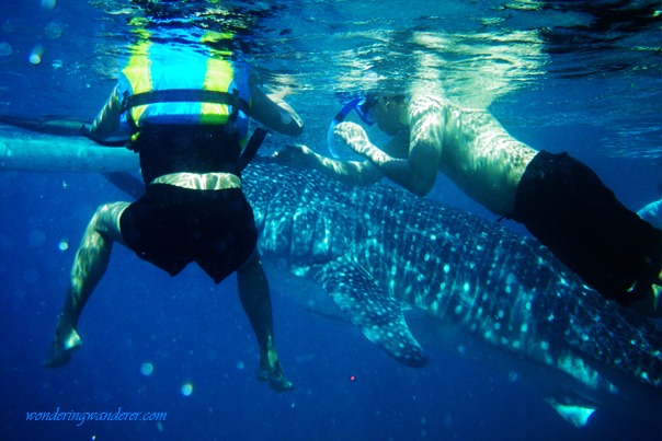 Whale Shark Watching Lovers - Oslob, Cebu