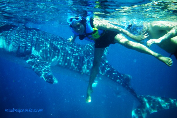 Whale Shark Watching - Oslob, Cebu