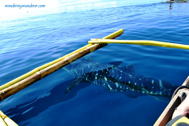 Whale Shark Watching from boat - Oslob, Cebu