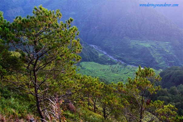 Kiltepan's pine tree with rice terraces