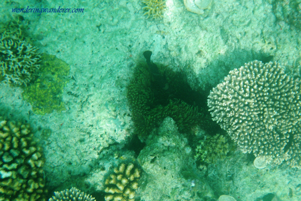 Brown clownfish in El Nido, Palawan Philippines