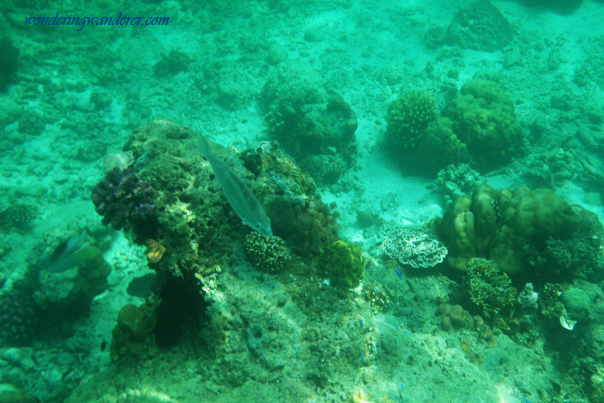 Big and small fish spotted while snorkeling in El Nido, Palawan