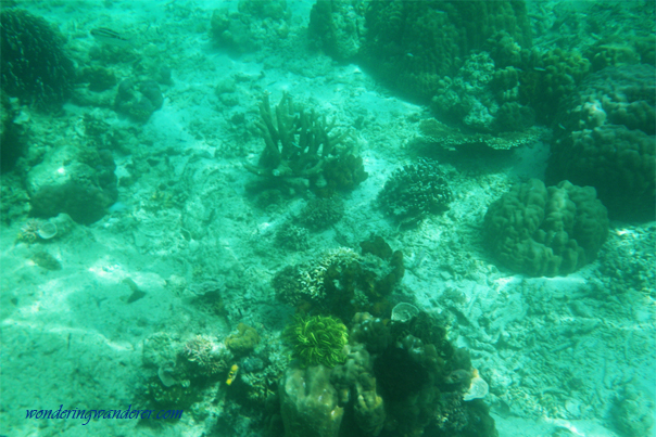 Corals spotted while snorkeling in El Nido