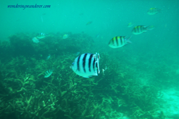 Spotted some striped fishes while snorkeling in El Nido, Palawan