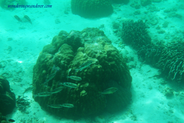 Cute little fishes in El Nido, Palawan