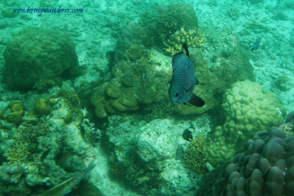 Snorkeling in El Nido, Palawan Philippines