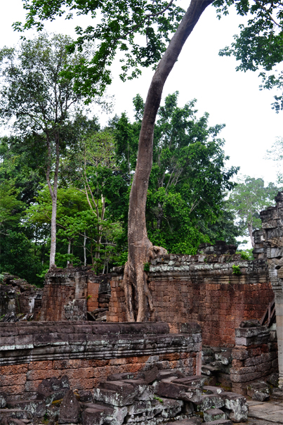 Giant tree at Preah Khan - Siem Reap, Cambodia