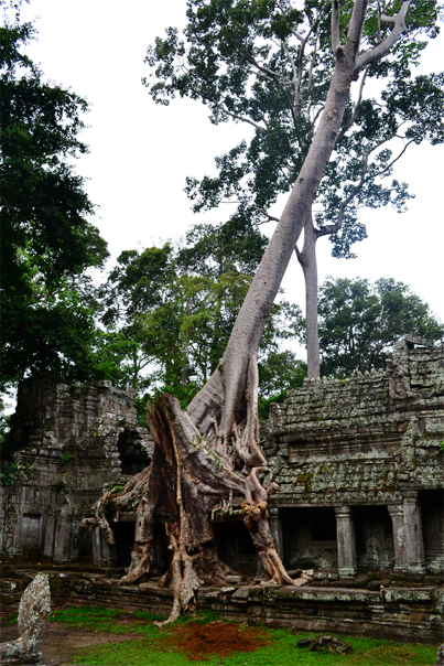 Temple outgrown by trees - Preah Khan - Siem Reap, Cambodia