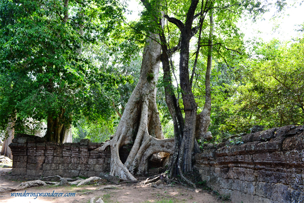 Large trees at Ta Prohm - Siem Reap, Cambodia