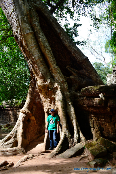 Giant tree monster's foot at Ta Prohm - Siem Reap Cambodia