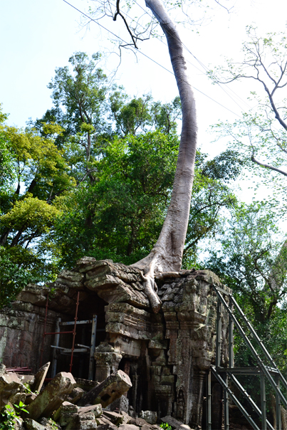 Tree cracking a temple at Ta Prohm - Siem Reap, Cambodia