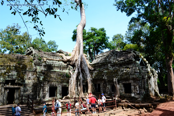 Tourists lining up in Ta Prohm's best spot - Siem Reap, Cambodia