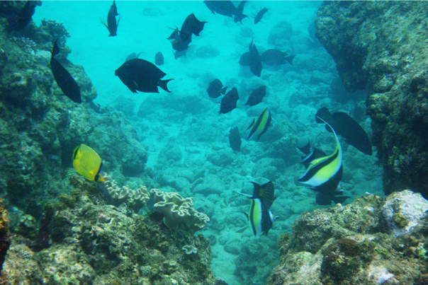 Snorkeling in Sipalay, Negros Occidental