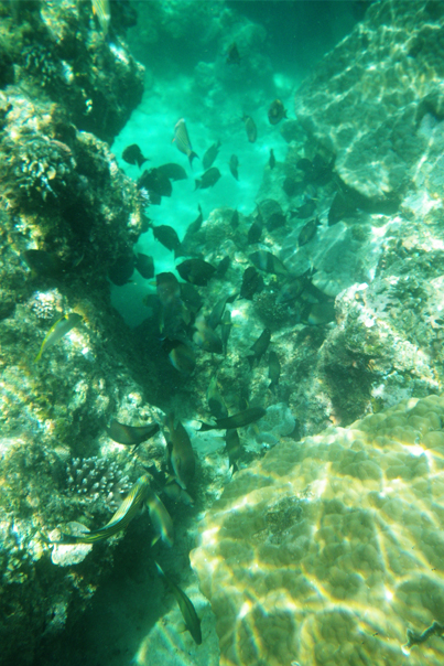 Found a group of fishes while snorkeling in Sipalay