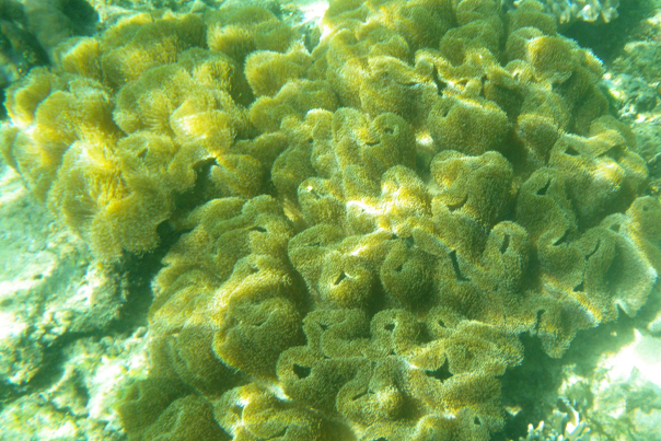 Snorkeling in Sipalay to see this fascinating coral