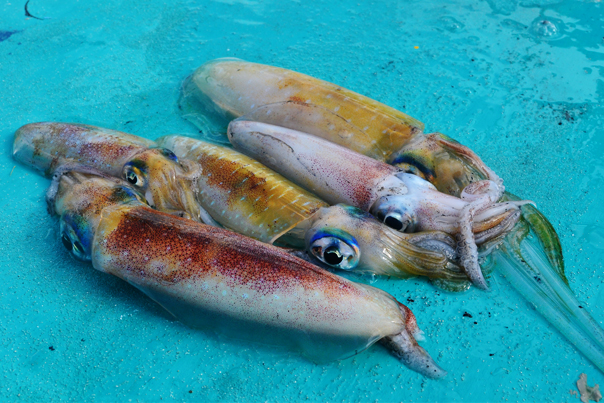 Squids for sale in Naked Island "Pansukian Sandbar"