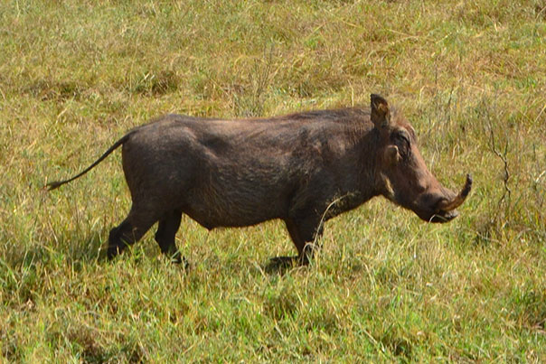 A wild boar in a Kenya Safari, Africa
