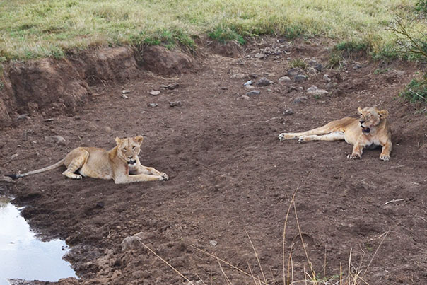Two female lions resting in Kenya, Africa