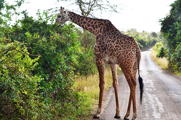 A giraffe eating leaves at Kenya Safari