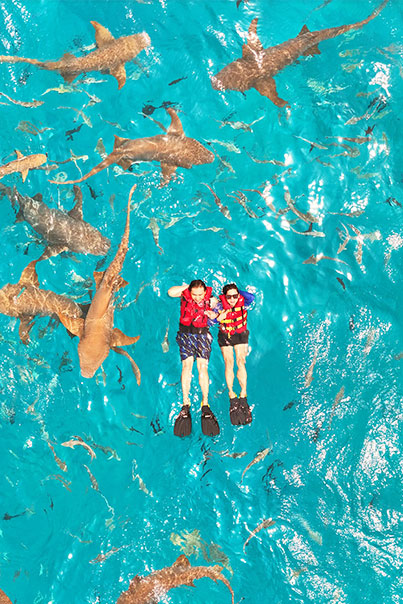 Nurse sharks swimming at the Maldives