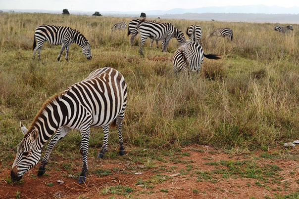 Group of zebras in Kenya, Africa
